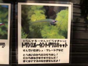 水槽に新しい仲間が来ました 千代田せいが保育園は千代田区岩本町にある保育園です