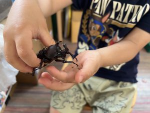 カブトムシ　今年初めての羽化